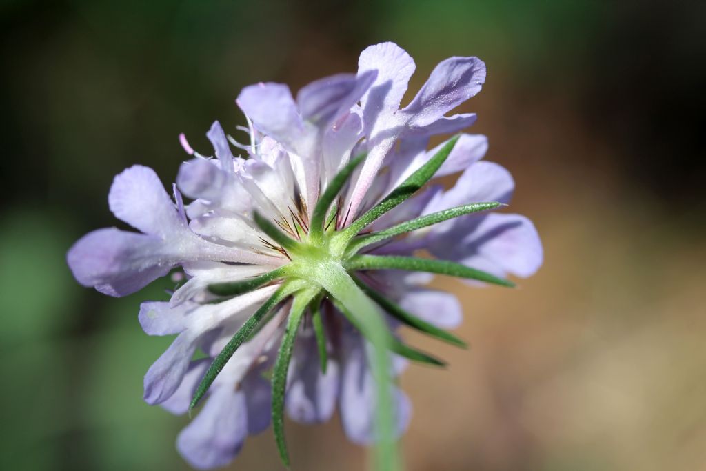 Scabiosa lucida?